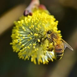 Best Mixed Native Wildlife Hedging | Growers' Choice -Roots Plants willow tortousa